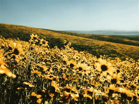 Desktop Wallpaper Yellow Flower Field Spring Landscape Nature Hd