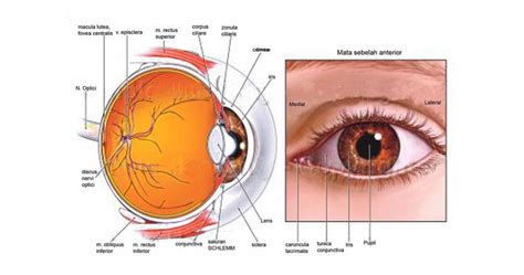 Fungsi Mata Secara Umum Beserta Bagian Bagian Dan Struktur Mata My