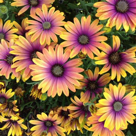 African Daisy Zion Purple Sun In 2020 Annual Plants Plants Big Blooms