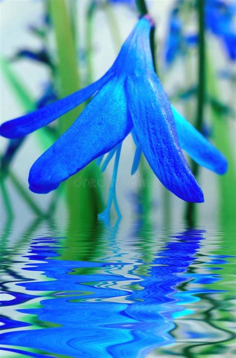 Blue Flower Reflection In Water Stock Image Image Of Reflection