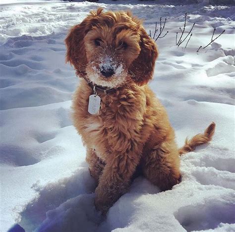 Below is a previous litter of irishdoodle pups that were all spoken for right away and went to wonderful forever homes. 11 best Irish Doodle and Golden Irish images on Pinterest ...