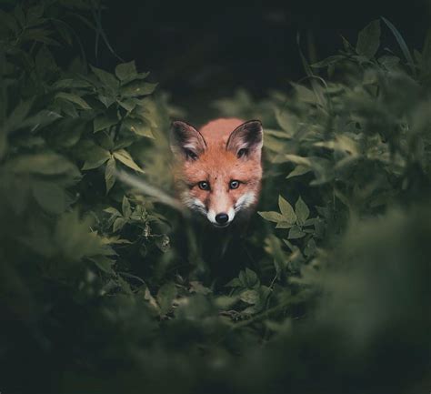 Young Photographer Creates A Bond With Wild Animals To Get These