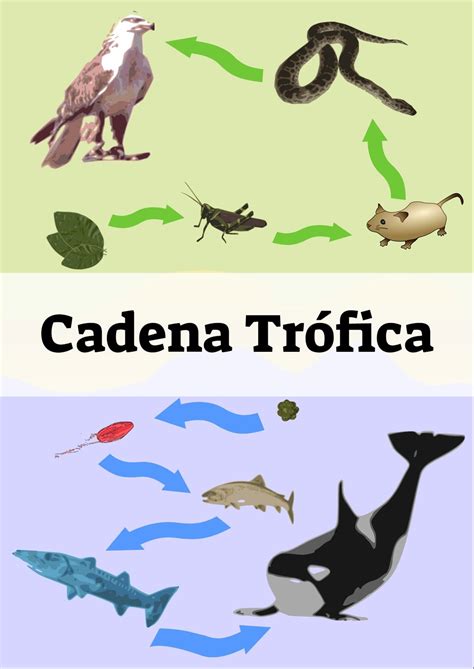 Cadena Tr Fica Ecosistemas Red Trofica Cadenas