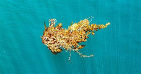 a bouquet of kelp floats in the pacific ocean between the shores of ensenada and isla de todos