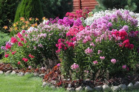 Growing And Caring For Phlox Flowers In Your Garden Garden Design