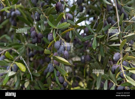 African Olive Olea Europaea Hi Res Stock Photography And Images Alamy