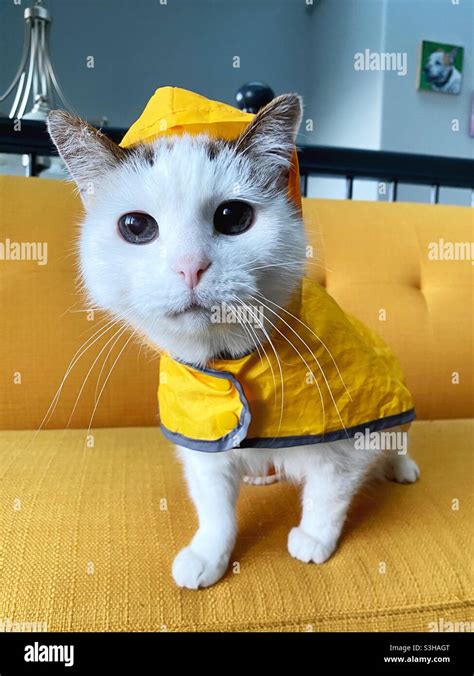 A Cat Wearing A Yellow Raincoat Stock Photo Alamy