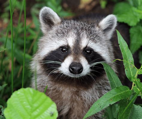 Fun Facts About Raccoons World Class Wildlife Removal