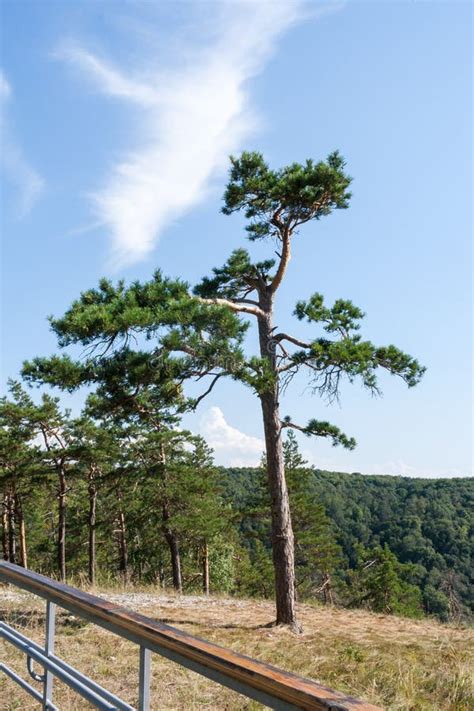 Beautiful Slender Green Pine Tree On Top Of A Mountain Stock Image