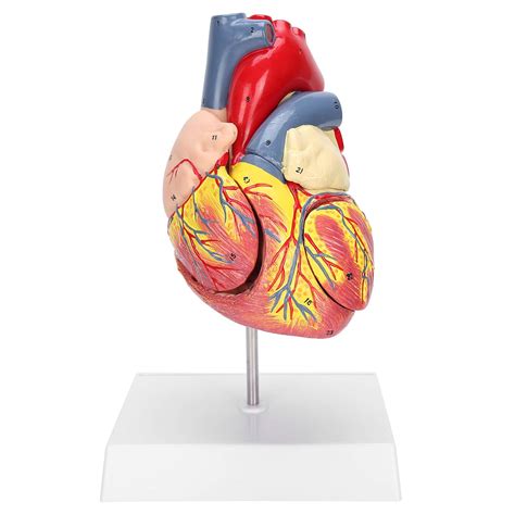 Buy Heart Model 2x Life Size Human Heart Teaching Model Simulation