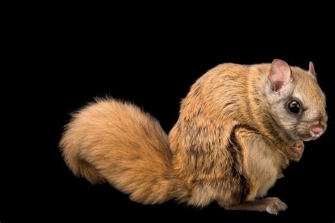 Northern Flying Squirrel Glaucomys Sabrinus At The Alaska Zoo