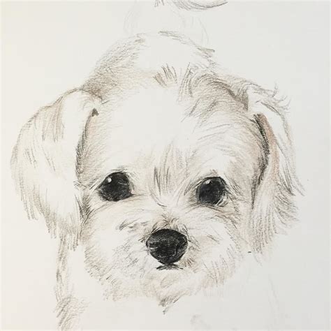 Maltese Dog Drawing At Getdrawings Free Download