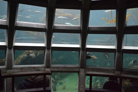 Experience Puget Sound At The Seattle Aquarium