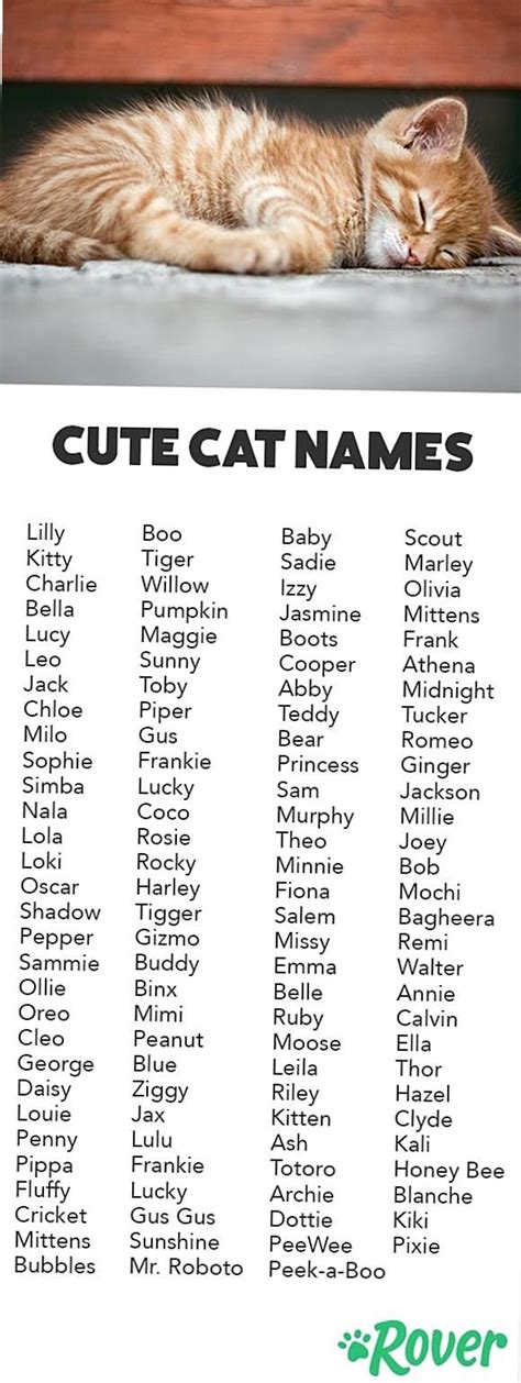 Fat Cat Names Male Cheapgiuseppezanottidesign