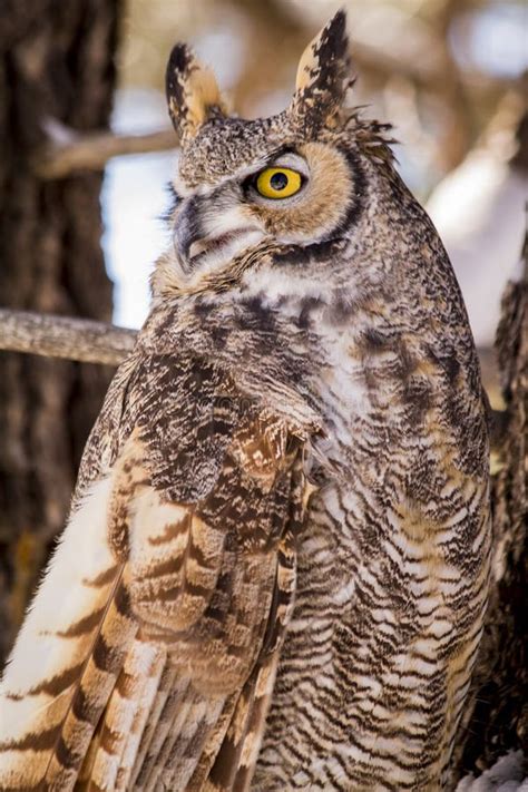 Great Horned Owl In Snow Covered Tree Stock Image Image Of Morning