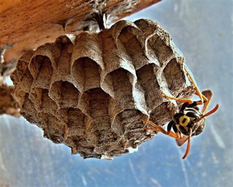 Can A Wasp Nest Damage Your House Mj Backhouse