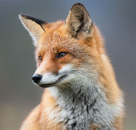 The Beauty Of Wildlife Fox Pet Fox Fox Pictures