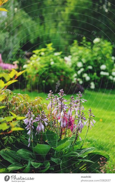 Hydrangea, due to its thick foliage growth, is a good plant if you want more privacy. beautiful summer garden view, mixed border with hosta ...