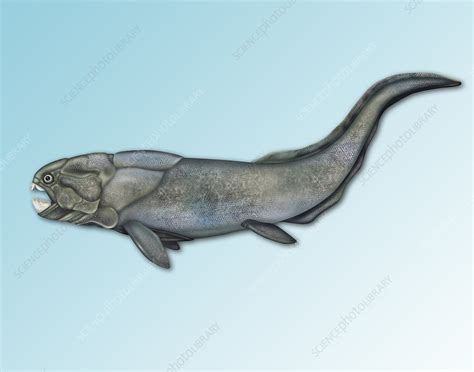 Placoderm Extinct Fish Illustration Stock Image F0317779