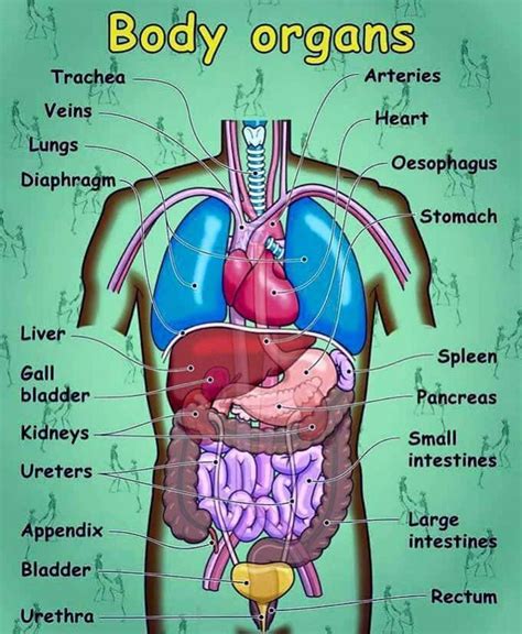 This list of human body parts includes common anatomical divisions and. The Human Body Vocabulary: Let's Explore the Human Body ...