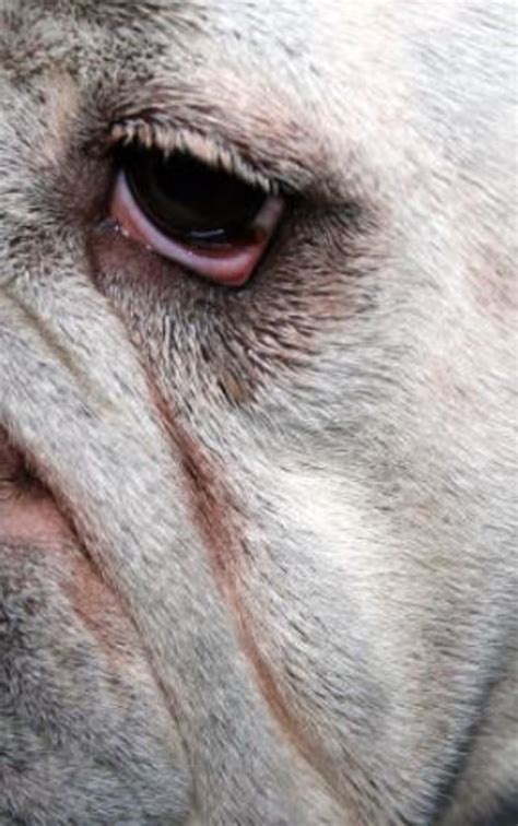Dogs With Droopy Lower Eyelids Ectropion Dog Discoveries
