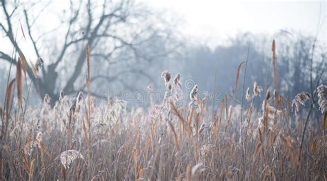Frosty Morning In The Forest Stock Image Image Of Beauty Ancient