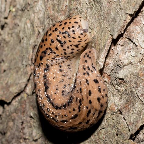 Maryland Biodiversity Project Leopard Slug Limax Maximus