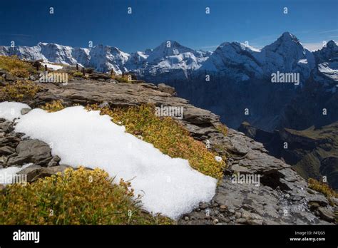 View From Schilthorn In Lauterbrunnental Near Breithorn And