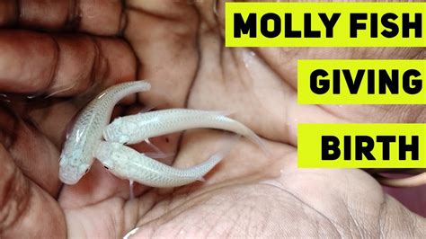 Molly Fish Giving Birth Rare Video Fish Baby Care Video Flowerhorn