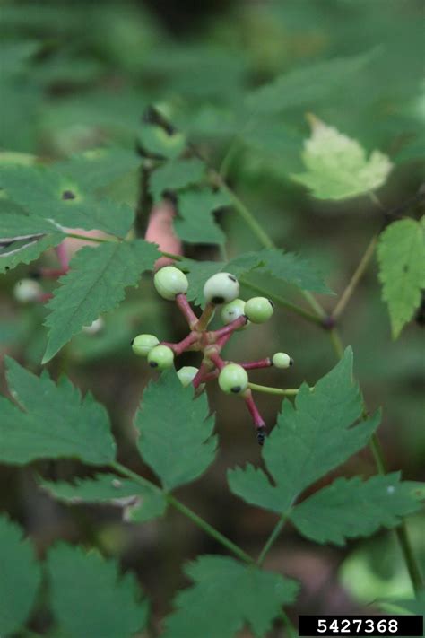 White Baneberry Actaea Pachypoda Ranunculales Ranunculaceae 5427368