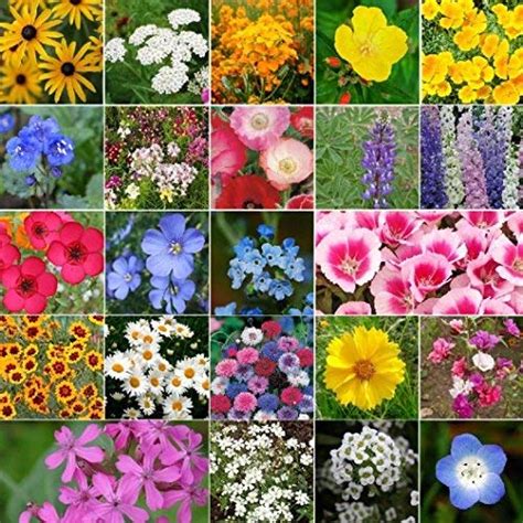 Top 10 Northern California Wildflower Seeds Flower Plants And Seeds