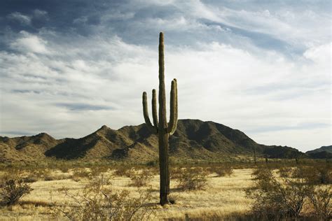 Busting Cactus Smugglers In The American West The Atlantic