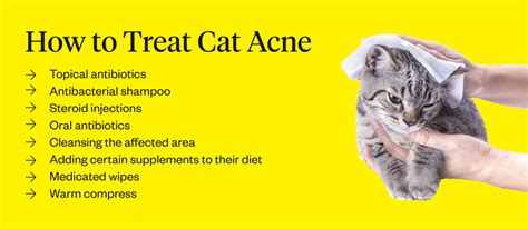 Cat Acne Treatment