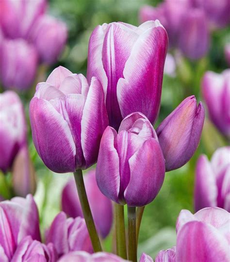 Tulip Purple Elegance From Peter Nyssen Flower Bulbs And Plants