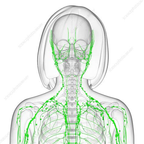 Female Lymphatic System Artwork Stock Image F0061798 Science