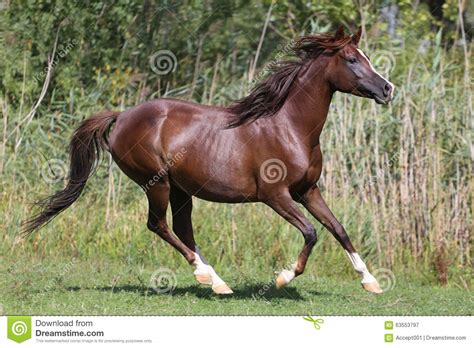 Arabian Breed Horse Canter On Natural Background