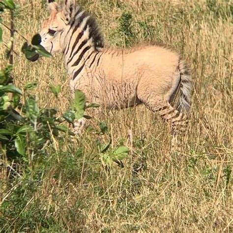 Photos A Golden Zebra Spotted In Maasai Mara