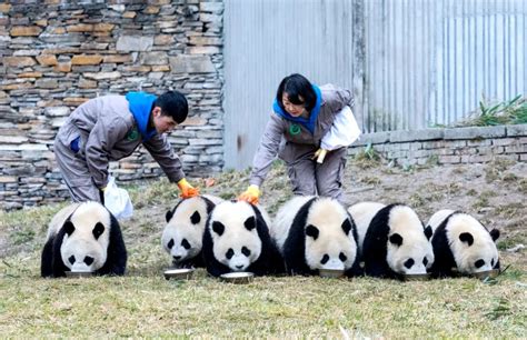 Number Of Worlds Captive Giant Pandas Nearly Doubles Over Past Decade