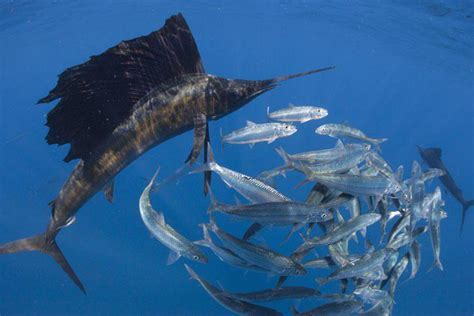 Things to know before visiting maldives/fishing regulations that you should know. Maldives Game Fishing Challenge 2011 - y.asi.ph