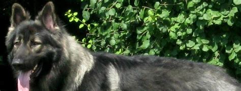 Shiloh Shepherd Dog Breed Guide Learn About The Shiloh Shepherd Dog