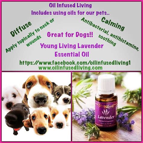 Herbins lavender oil is 100% pure essential oil derived from flowers of lavender plant. Did you know Lavender Essential Oil is great for dogs too ...