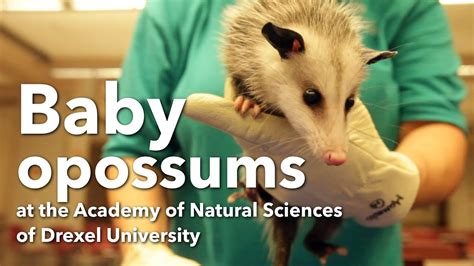 Baby Opossums At The Academy Of Natural Sciences In Philadelphia Youtube