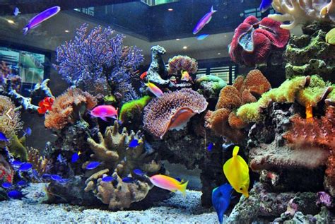 137 Best Reef Tanks And Setups Images On Pinterest Reef