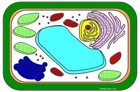 Prokaryote Coloring Worksheets Answers