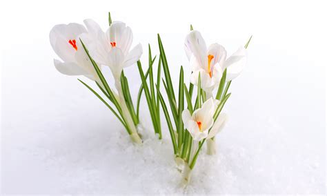 Snow Snowdrops Spring Flowers Early Spring Wallpapers