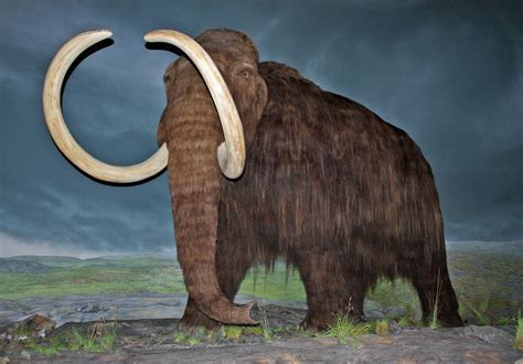 Alaska State Fossil Woolly Mammoth