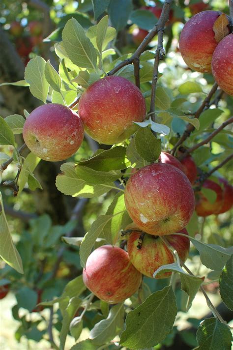 Free Images Apple Tree Branch Fruit Fall Flower Orchard Food