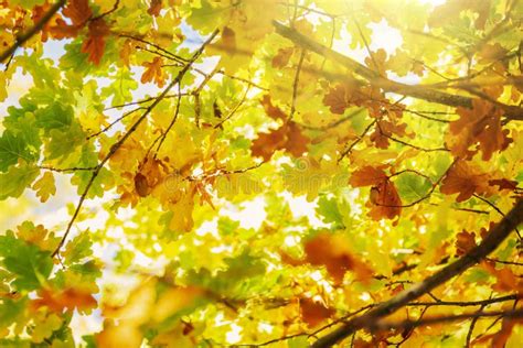 Autumn Tree Leaves On Sunny Sky Background Stock Image Image Of Tree