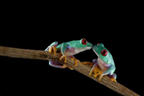 Do Frogs Fall In Love Surprising Truth