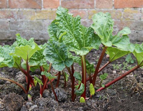 Rhubarb Plant Starting Tips